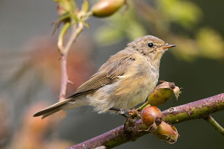 Chiffchaff DFBridgeman