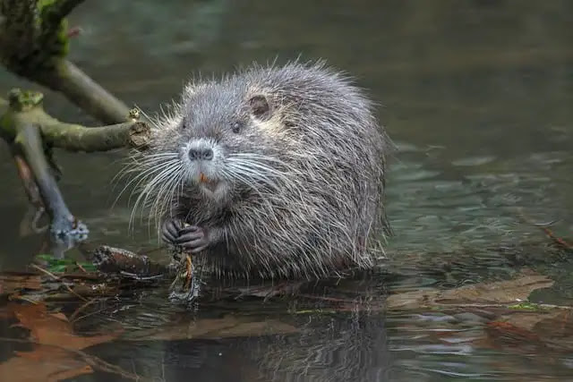 101 Amazing Facts About Beavers: Their Ecology, Behavior, and Importance in Wetland Ecosystems