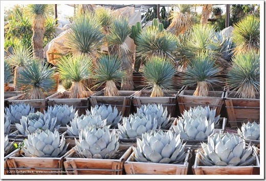 One last succulent feast before heading home