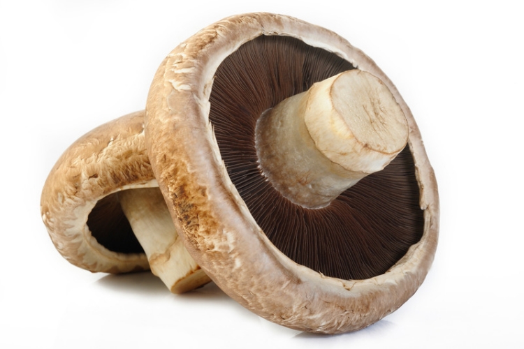Portobello Mushroom, Jamur Kancing