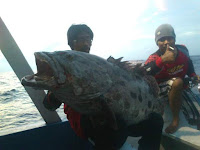 Teknik mancing ikan kerapu monster