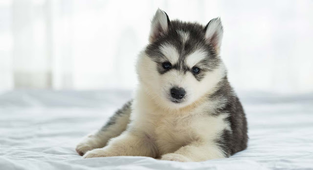 Siberian Husky Dog