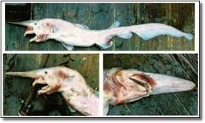 sejarah alam Gambar ikan jerung goblin shark malbu