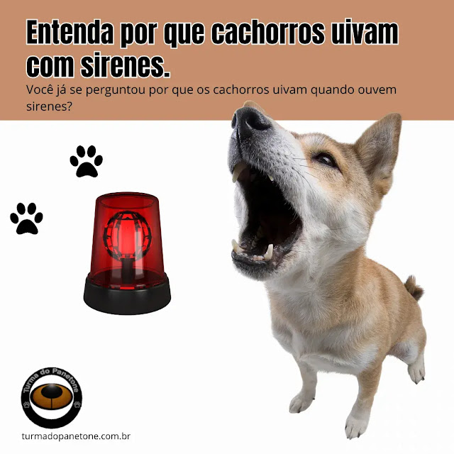 Entenda por que cachorros uivam com sirenes.