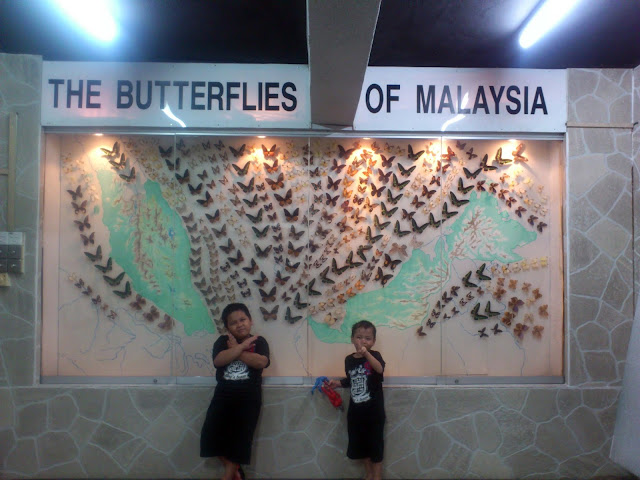 The butterflies of Malaysia