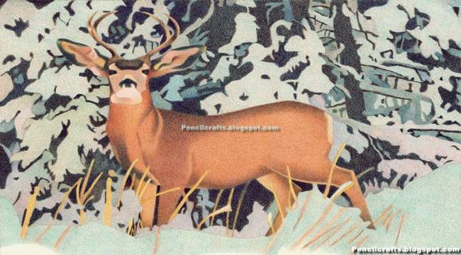 Color Pencil drawing Deer-beginner