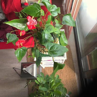 Anthurium con flores