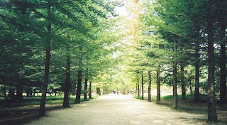 Nami Island korea