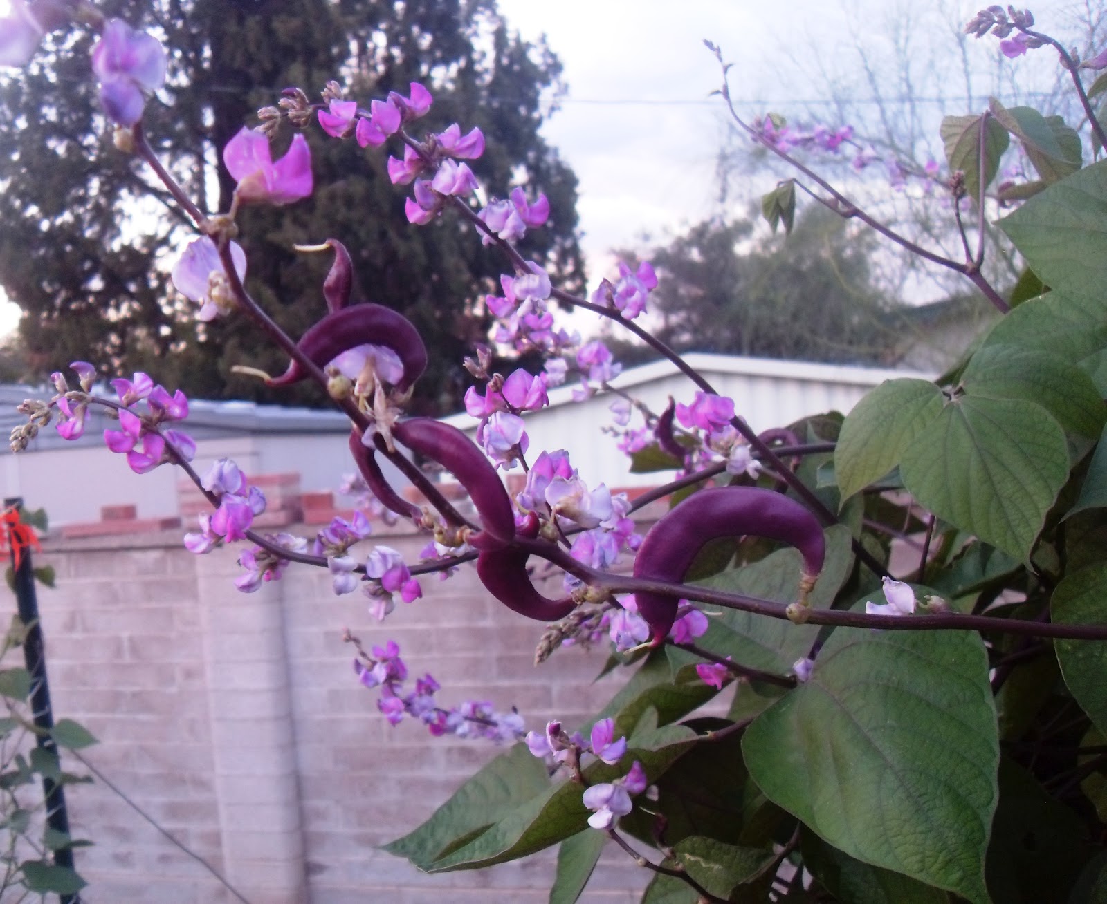 flowering vines pods purple with seed developing Bean on the vine Purple Pods Hyacinth