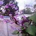 FLOWERING VINES WITH PURPLE SEED PODS, SEED PURPLE WITH PODS VINES
FLOWERING,