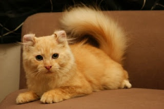 Kucing American Curl, Jenis Kucing yang Menghasilkan Ras Kucing Kinkalow