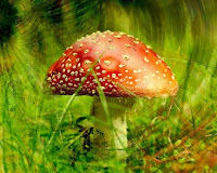 close up of brown mushroom in green grass