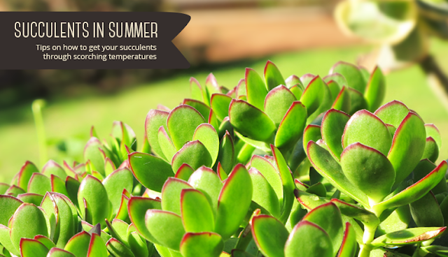 Succulents in Summer - Tips and tricks
