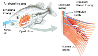 Pernapasan pada Ikan