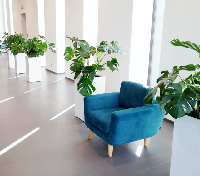 donice do salonu - plantdeco.pl