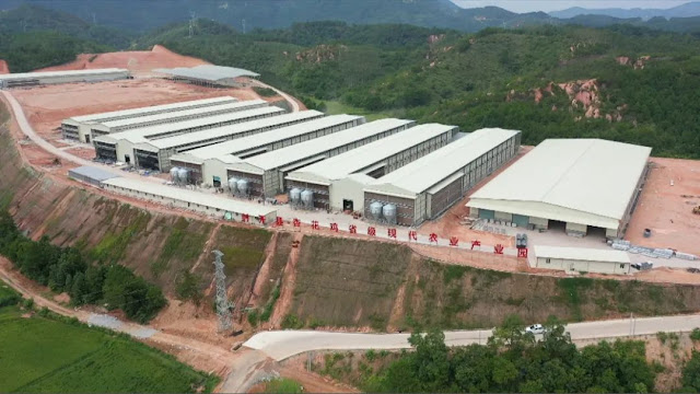 Fengkai County, Guangdong Province Apricot chicken Provincial Agricultural Modern Industrial Park