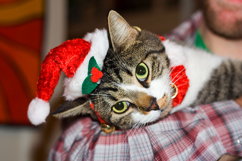 funny christmas pictures. Funny Christmas Cat