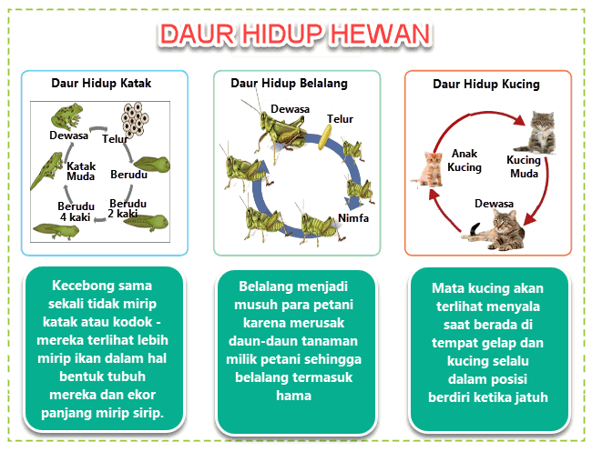 Peta Indonesia Contoh Peta Pikiran Bahasa Indonesia Kelas 4