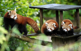 funny animal pictures, three red pandas