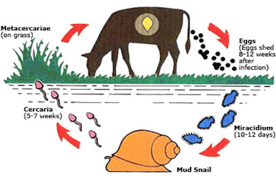 Daur Hidup Fasciola Hepatica atau Cacing Hati, Penjelasan, dan Gambarnya