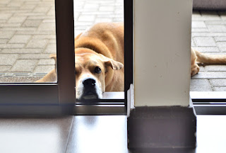 Dog waiting to come inside house