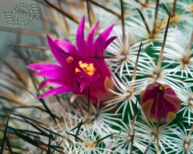 365 photo challenge, Lisa On Location photography, New Braunfels, Texas. Cactus flower. Macro.