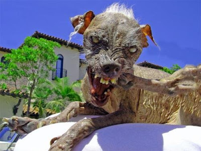 Ugly Dog Breed. rascal world's ugliest dog