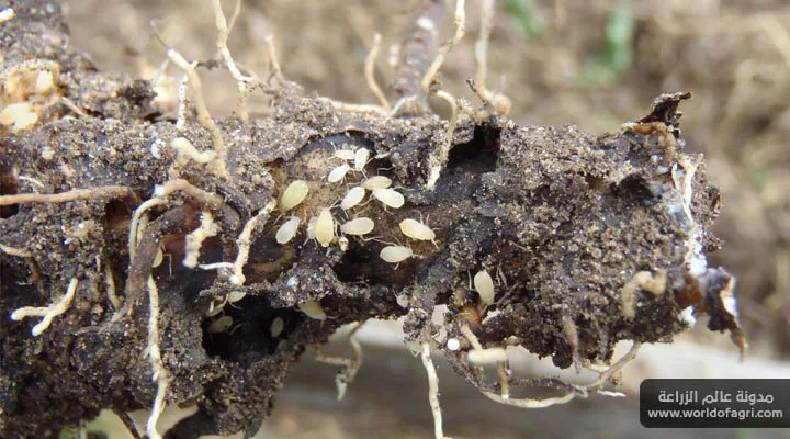 معلومات حشرات المن الجذرية - تعرف على طريقة قتل حشرات المن التي تصيب الجذور - عالم الزراعة
