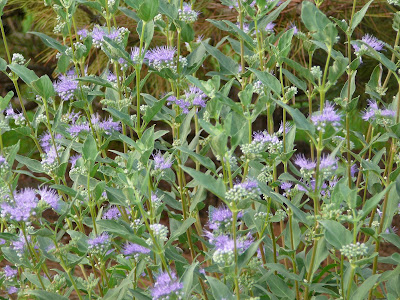 purple flowers in early September