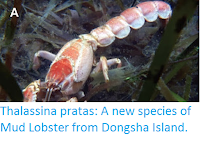 http://sciencythoughts.blogspot.co.uk/2016/12/thalassina-pratas-new-species-of-mud.html