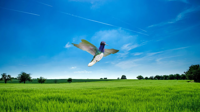 Masters of Flight