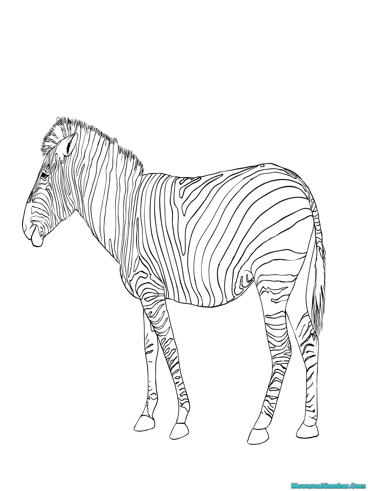 Mewarnai Gambar Zebra