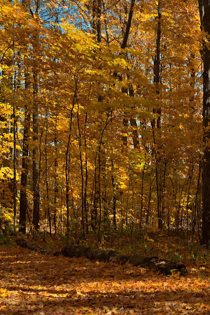 Pretty yellow leaved trees and a ground covering of autumn leaves at Westridge Park.