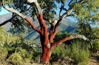 Quercus suber - Alcornoque mediterráneo