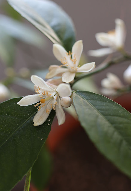 Meyer lemon by Marie Viljoen