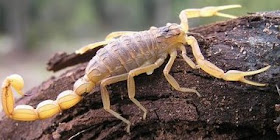 Foto de un escorpión o alacrán