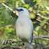 Burung Jalak Bali