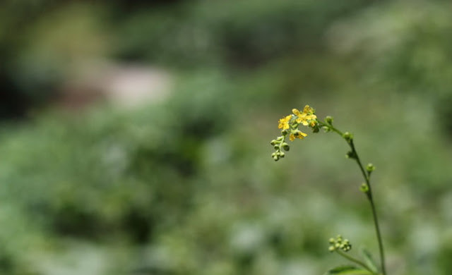 Agrimony Flowers Pictures