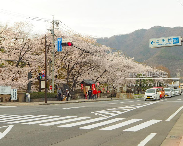 上田城跡公園の桜まつり