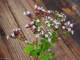 jadalne kwiaty oregano