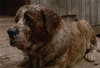 1983 Cujo