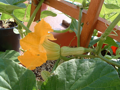 How to grow butternut squash in pots or containers