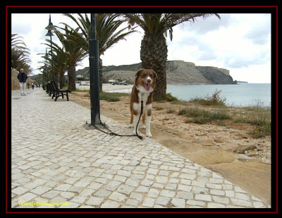 pastor australiano na praia da luz