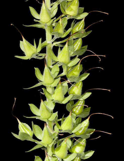 Foxglove, Digitalis purpurea.  Unripe fruits.  Keston Common, 29 June 2011. Taken with an EOS 450D and EF 100mm macro lens, with ring flash.