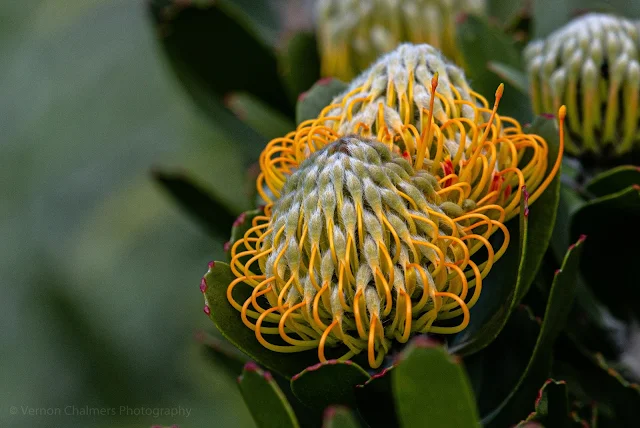 Blooming Pincushion Protea Flower Kirstenbosch National Botanical Garden Cape Town Vernon Chalmers Photography