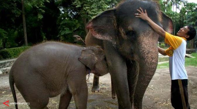Gajah- Tempat wisata di Bandung