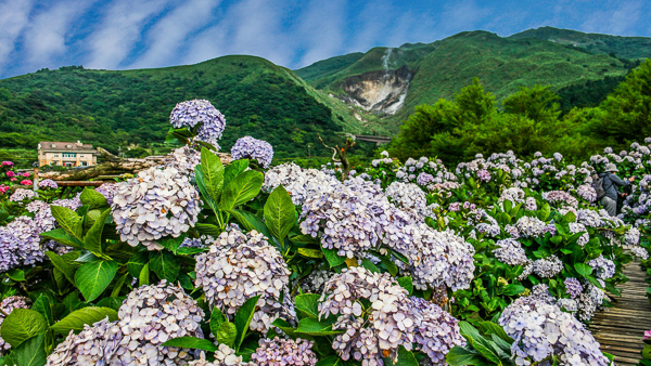 台北北投陽明山竹子湖頂湖財福繡球花園，火山中的繡球花海