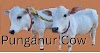 Punganur Cow: The Smallest Indigenous Cattle Breed of India 