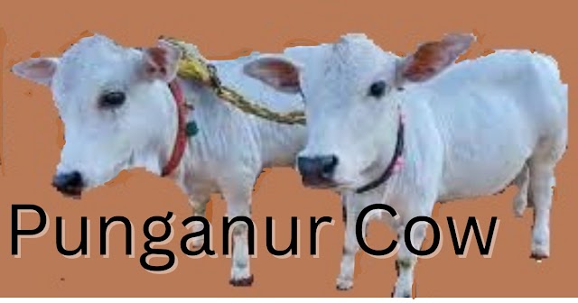 Punganur Cow: The Smallest Indigenous Cattle Breed of India 