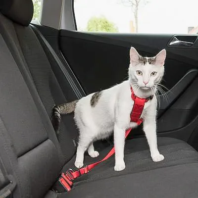 Your cat must be in a seatbelt harness or carrier when travelling in a car in the UK!